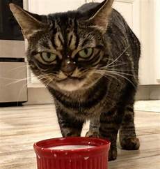 Cat Dog Food Bowl