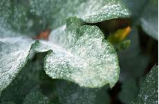 Anti Mildew