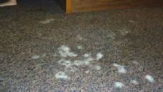 Anti Mildew