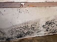 Fdp Mold Remediation