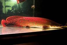 Fish Farming