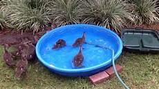 Fish Pool