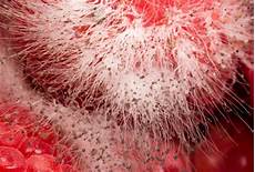 Fuzzy Mold