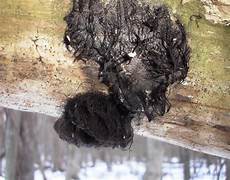 Fuzzy Mold