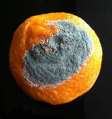 Fuzzy Mold