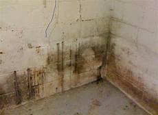 Mmr Mold Remover