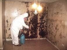 Mold Cleanup