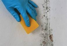 Mold Cleanup