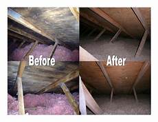 Mold Cleanup