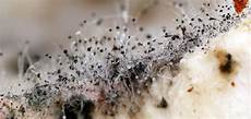 Mold In Carpet