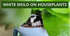 Mold In Carpet