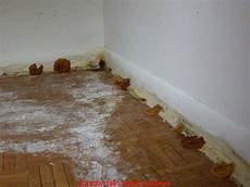 Mold In Carpet
