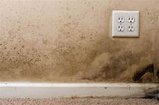 Mold In House