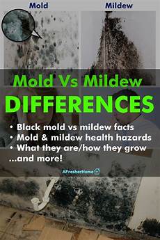 Mold Mildew
