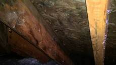 Mold Mildew