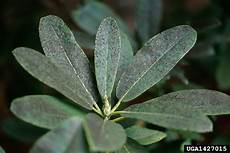 Mold Mildew