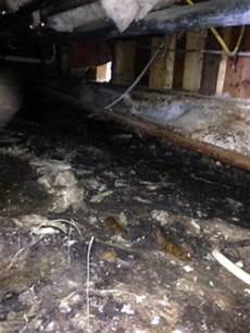Mold Mitigation