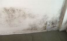 Mold Remediation Company