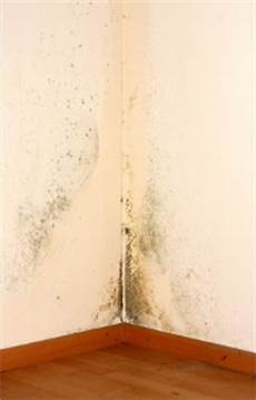 Mold Remediation Company