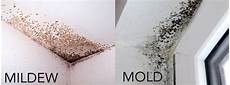 Mold Remediation