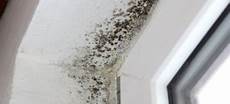 Mold Removal Control