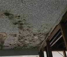 Mold Removal Services
