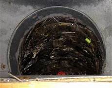 Mold Removal