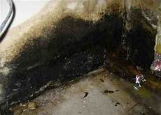 Mold Removal
