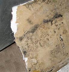 Mold Resistant Drywall