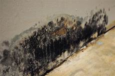 Mold Restoration