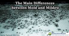Mold Restoration