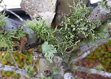 Mold Specialist