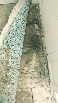 Mold Specialist