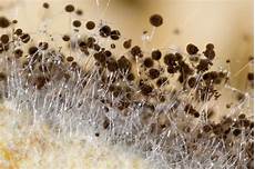 Mold Spores