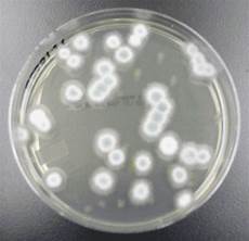Mold Tester