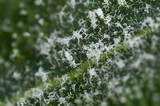 Mold Treatment