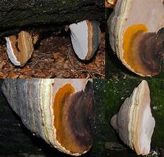 Mold Types