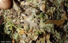 Mold Types