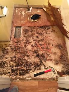 Mold Under Carpet