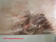 Mold Under Carpet