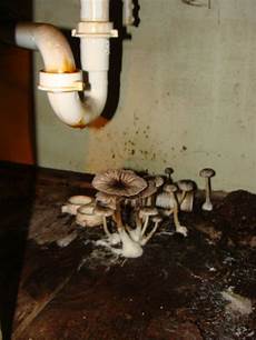 Mold Under Sink