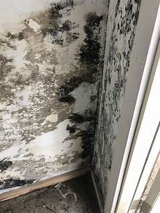 Mold Under Sink