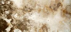 Mold Under Sink