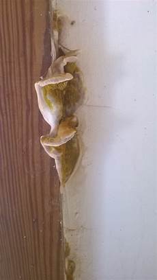 Mould Specialist