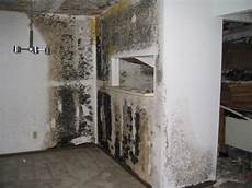 Mould Spores