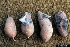 Mould Spores