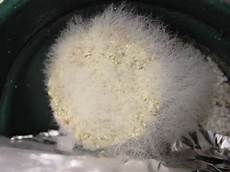 Mould Spores