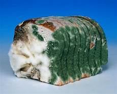 Mould