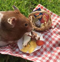 Picnic Sets