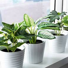 Plastic Plants